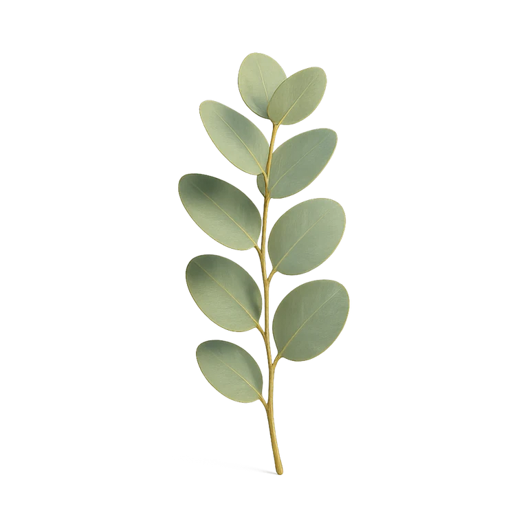 Huile d'eucalyptus